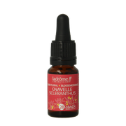Ladrome Scleranthus / hardbloem bio 10.00 Milliliter
