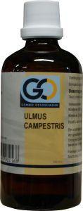 GO Ulmus campestris bio 100 Milliliter