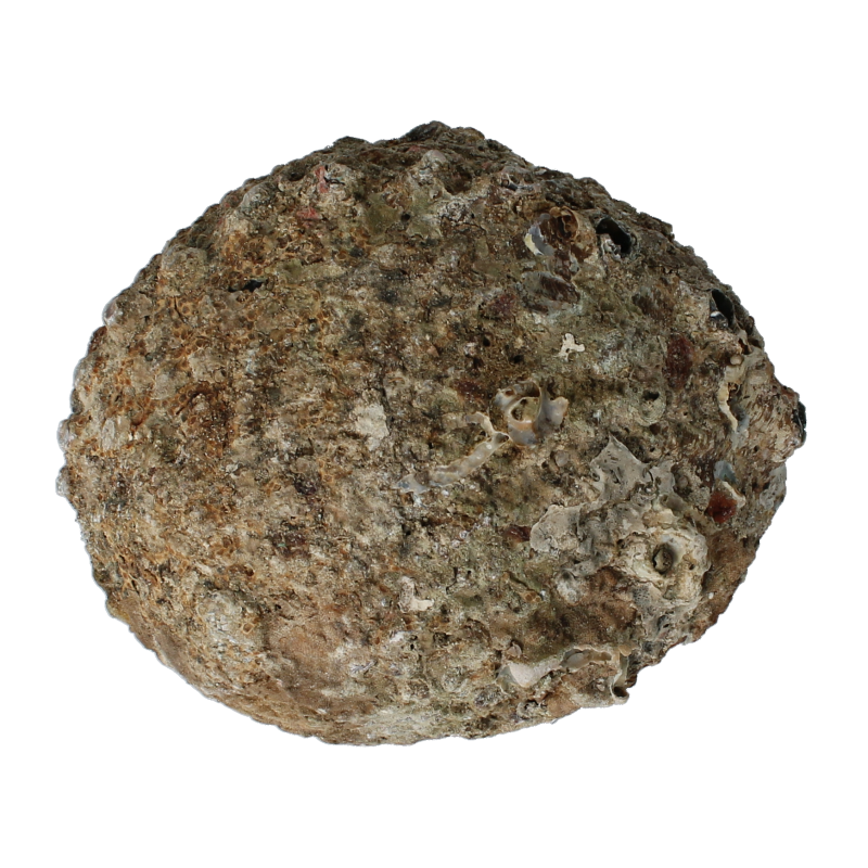 Alchemia Abalone schelpen 1 Stuks